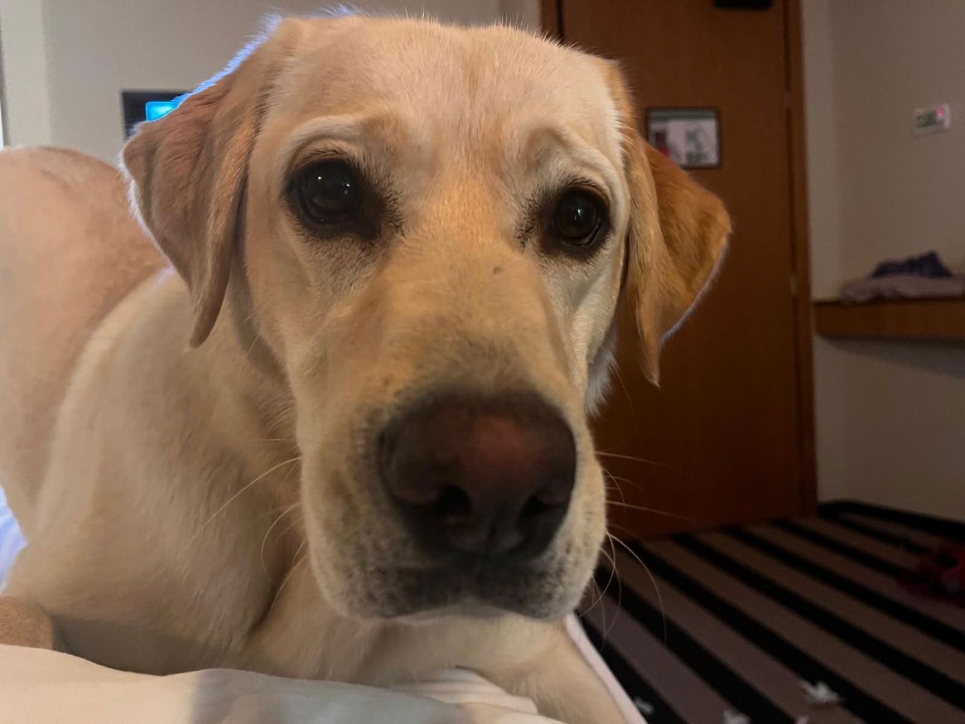 Luna, a yellow Labrador, looking into the camera